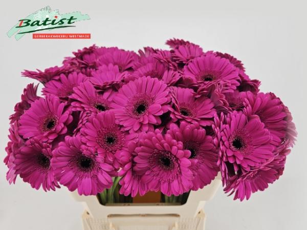 Gerbera mini ANNA, 1 Stiel
